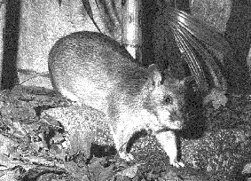 \includegraphics[width=6cm]{psfiles/rat.ps}